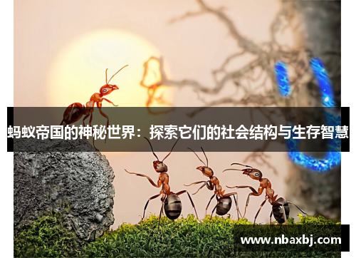 蚂蚁帝国的神秘世界:探索它们的社会结构与生存智慧 蚂蚁帝国的神秘世界:探索它们的社会结构与生存智慧